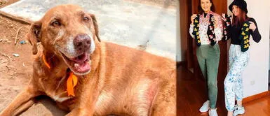 Mamá e hija venden medias para alimentar a perritos rescatados | VIDEO Mamá e hija venden medias para alimentar a perritos rescatados | VIDEO