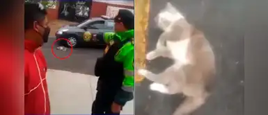 PNP detuvo a hombre que pateó salvajemente a un gato sin hogar hasta dejarlo moribundo PNP detuvo a hombre que pateó salvajemente a un gato sin hogar hasta dejarlo moribundo