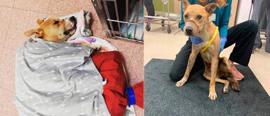 Perrito con el hocico amarrado y abandonado en un bosque es rescatado por valiente joven Perrito con el hocico amarrado y abandonado en un bosque es rescatado por valiente joven