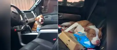 Pitbull se niega a abandonar una camioneta desconocida hasta que los dueños lo adopten Pitbull se niega a abandonar una camioneta desconocida hasta que los dueños lo adopten