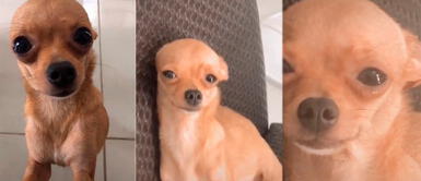 Perrito llora al ver que su dueña es regañada por su mamá | VIDEO Perrito llora al ver que su dueña es regañada por su mamá | VIDEO