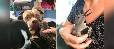Pitbull encontró un pájaro herido, lo llevó donde su dueña y esperó hasta su recuperación Pitbull encontró un pájaro herido, lo llevó donde su dueña y esperó hasta su recuperación