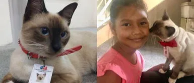 Gatito callejero es adoptado por staff de abogados y le brindan un nuevo hogar y empleo Gatito callejero es adoptado por staff de abogados y le brindan un nuevo hogar y empleo