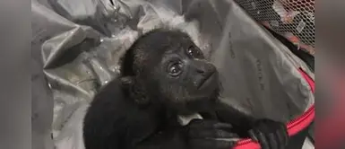 Dos monos bebés fueron rescatados de una maleta cuando iban a ser trasportados ilegalmente Dos monos bebés fueron rescatados de una maleta cuando iban a ser trasportados ilegalmente