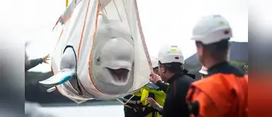 Ballenas rescatadas con captadas sonriendo al llegar a su nuevo hogar en aguas abiertas Ballenas rescatadas con captadas sonriendo al llegar a su nuevo hogar en aguas abiertas
