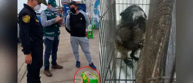 Denuncian que tráfico ilegal de animales silvestres se trasladó a las redes durante pandemia Denuncian que tráfico ilegal de animales silvestres se trasladó a las redes durante pandemia