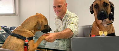 Perrito que fue adoptado por trabajadores de Hyundai se vuelve una celebridad | FOTOS Perrito que fue adoptado por trabajadores de Hyundai se vuelve una celebridad | FOTOS