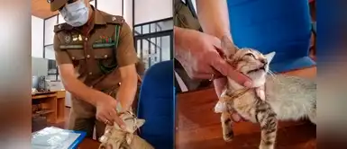 Escapó de la cárcel el gato que fue arrestado por la policía por contrabandear heroína Escapó de la cárcel el gato que fue arrestado por la policía por contrabandear heroína