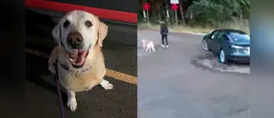 Denuncian a mujer que abandonó a su golden retriever en medio de una carretera desolada Denuncian a mujer que abandonó a su golden retriever en medio de una carretera desolada