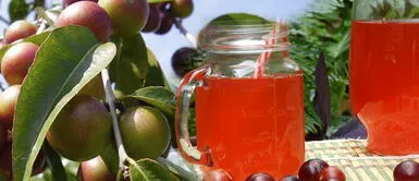 Camu camu: ¿Por qué incluirlo en mi dieta alimenticia? Camu camu: ¿Por qué incluirlo en mi dieta alimenticia?