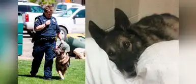 Joker, el perro policía retirado con un tumor cerebral recibe el apoyo de su comunidad Joker, el perro policía retirado con un tumor cerebral recibe el apoyo de su comunidad