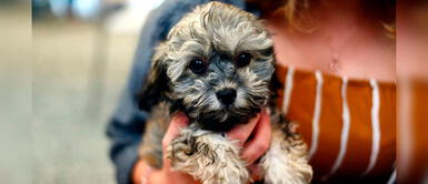 ¿Qué debes tener en cuenta antes de adoptar a un perro en casa? ¿Qué debes tener en cuenta antes de adoptar a un perro en casa?