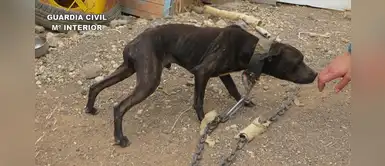 Hombre se encuentra en prisión tras ser atrapado con 7 perros encadenados en una finca Hombre se encuentra en prisión tras ser atrapado con 7 perros encadenados en una finca