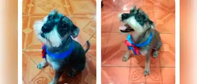 Perro desapareció en SMP y su familia se encuentra desesperada por encontrarlo Perro desapareció en SMP y su familia se encuentra desesperada por encontrarlo