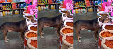 Joven se apiada y deja que perro sin hogar coma las croquetas que vende en su tienda Joven se apiada y deja que perro sin hogar coma las croquetas que vende en su tienda