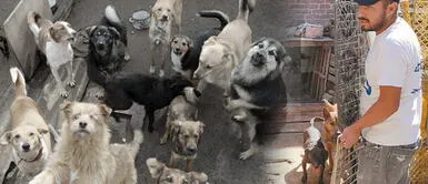 Joven adaptó su hogar para acoger a 70 perritos callejeros Joven adaptó su hogar para acoger a 70 perritos callejeros