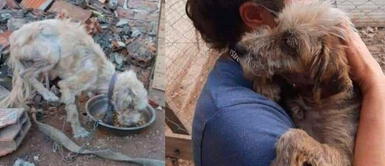 Mujer rescata a perrita encadenada y ella la abraza en agradecimiento | FOTOS Mujer rescata a perrita encadenada y ella la abraza en agradecimiento | FOTOS