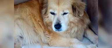 ¡Buenas noticias! Dos razas de perro domesticadas en el antiguo Perú pueden salvarse de extinción ¡Buenas noticias! Dos razas de perro domesticadas en el antiguo Perú pueden salvarse de extinción