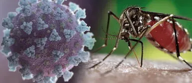 El COVIDENGUE: ¿De qué se trata y cuáles son las consecuencias? El COVIDENGUE: ¿De qué se trata y cuáles son las consecuencias?