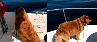 Perrita que nadaba más de 6 km de la orilla fue rescatada por una familia | FOTOS Perrita que nadaba más de 6 km de la orilla fue rescatada por una familia | FOTOS