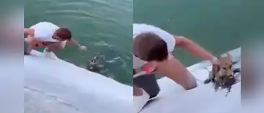 Joven arriesgó su vida para rescatar a un zorro que se ahogaba en una balsa de agua Joven arriesgó su vida para rescatar a un zorro que se ahogaba en una balsa de agua