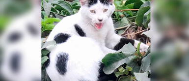 Joven pide ayuda para encontrar a su gatita perdida en Surco: "He estado muy deprimida" Joven pide ayuda para encontrar a su gatita perdida en Surco: "He estado muy deprimida"