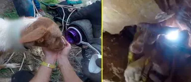 Policías rescatan a perro que cayó en una cueva a cinco metros de altura | VIDEO Policías rescatan a perro que cayó en una cueva a cinco metros de altura | VIDEO