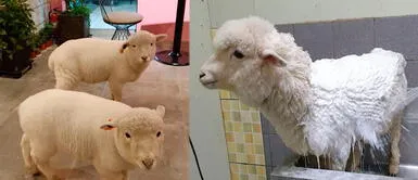 Ovejas cautivan con tiernas fotos tras recibir refrescante baño | VIDEO Ovejas cautivan con tiernas fotos tras recibir refrescante baño | VIDEO