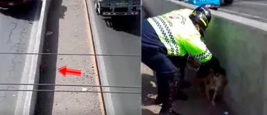Serenos cierran tránsito para rescatar a perrita atropellada en la Panamericana Sur Serenos cierran tránsito para rescatar a perrita atropellada en la Panamericana Sur
