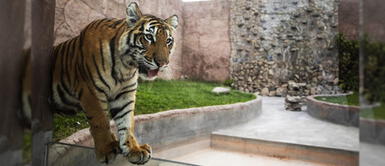 ¡Imperdible! Parque de las Leyendas celebra el Día del Niño con un recorrido virtual ¡Imperdible! Parque de las Leyendas celebra el Día del Niño con un recorrido virtual