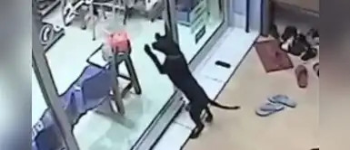 Perro se extravió y no tuvo mejor idea que "pedir ayuda" a su veterinario particular Perro se extravió y no tuvo mejor idea que "pedir ayuda" a su veterinario particular