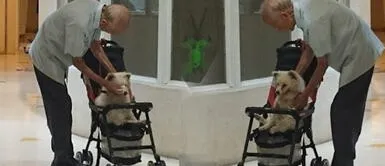 Anciano lleva a su viejo perro al veterinario en un carro de bebé | FOTOS Anciano lleva a su viejo perro al veterinario en un carro de bebé | FOTOS