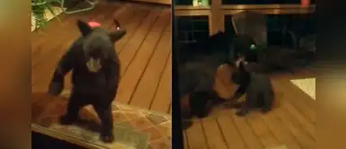 Mamá oso regaña a su pequeña cría por tocar la puerta de la casa de unos extraños Mamá oso regaña a su pequeña cría por tocar la puerta de la casa de unos extraños