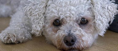 Cómo saber si un perro tiene fiebre: síntomas y tratamiento Cómo saber si un perro tiene fiebre: síntomas y tratamiento