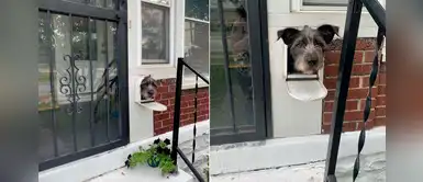 Perro utiliza el buzón de su casa para sacar la cabeza y saludar a todos sus vecinos Perro utiliza el buzón de su casa para sacar la cabeza y saludar a todos sus vecinos