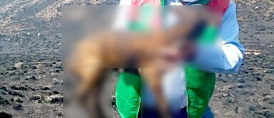 Incendio forestal deja animales parcialmente calcinados en Cusco Incendio forestal deja animales parcialmente calcinados en Cusco