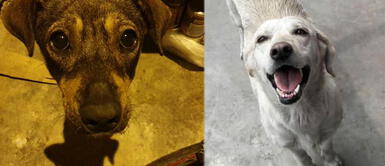 Más de 70 refugios se unen para ayudar a animales rescatados este fin de mes Más de 70 refugios se unen para ayudar a animales rescatados este fin de mes