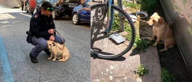 Policía rescata y adopta a perrita que estaba amarrada a un poste a pleno sol Policía rescata y adopta a perrita que estaba amarrada a un poste a pleno sol