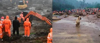 Perritos conmueven al esperar varios días a sus familiares sepultados por un deslave Perritos conmueven al esperar varios días a sus familiares sepultados por un deslave