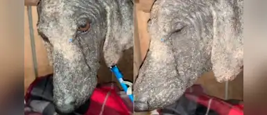 "Tal vez llora de felicidad", describe hombre que rescató a un perro de la calle "Tal vez llora de felicidad", describe hombre que rescató a un perro de la calle