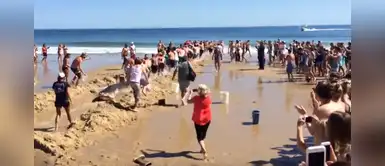 Grupo de bañistas unieron fuerzas para rescatar a un tiburón blanco varado en la playa Grupo de bañistas unieron fuerzas para rescatar a un tiburón blanco varado en la playa