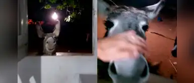 Mujer da las buenas noches a su adorable burro que la visita diariamente: "Mamá te ama" Mujer da las buenas noches a su adorable burro que la visita diariamente: "Mamá te ama"