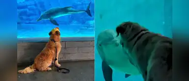 Golden retriever consigue hacerse amigo de un delfín durante su visita a un acuario Golden retriever consigue hacerse amigo de un delfín durante su visita a un acuario
