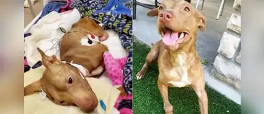 Organización encontró a pitbull desahuciado y tras 12 minutos lograron revivirlo: "Es valiente" Organización encontró a pitbull desahuciado y tras 12 minutos lograron revivirlo: "Es valiente"