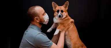 Crean dispositivo para desinfectar mascotas y evitar que transporten la COVID-19 Crean dispositivo para desinfectar mascotas y evitar que transporten la COVID-19