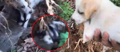 Joven salva a un cachorro de un nido de serpientes, pero usuarios dudan del VIDEO Joven salva a un cachorro de un nido de serpientes, pero usuarios dudan del VIDEO