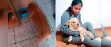 SJL: Aparece perro perdido de mujer que rezó todos los días por él SJL: Aparece perro perdido de mujer que rezó todos los días por él