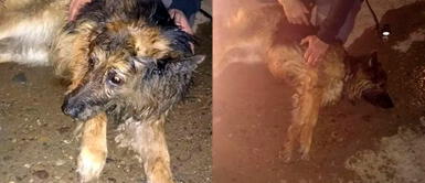 Valerosos bomberos salvan y reaniman a perrito atrapado en un incendio Valerosos bomberos salvan y reaniman a perrito atrapado en un incendio