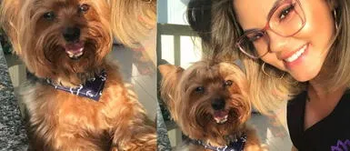 Dueña se creyó peluquera canina y se arrepintió al ver los resultados Dueña se creyó peluquera canina y se arrepintió al ver los resultados