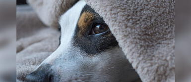 ¿Cómo superar la muerte de una mascota? Especialista explica ¿Cómo superar la muerte de una mascota? Especialista explica